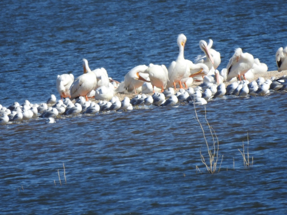 American White Pelican - ML299155341