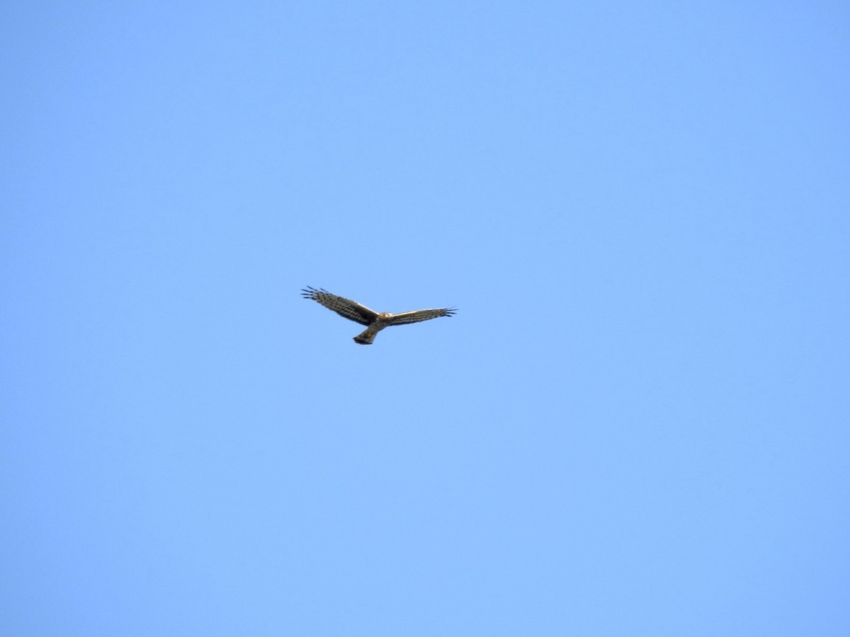 Northern Harrier - ML299155451