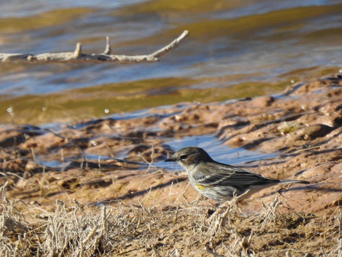 Yellow-rumped Warbler - ML299155841