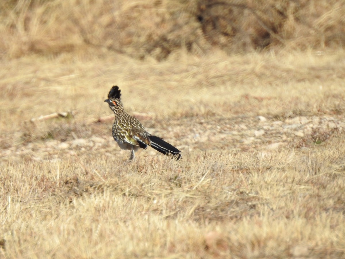 Greater Roadrunner - ML299155931