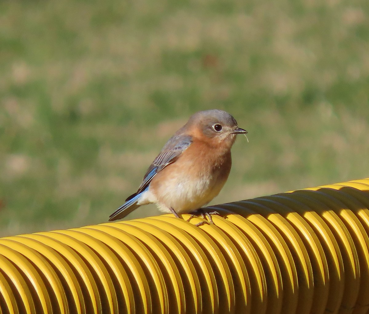 Eastern Bluebird - ML299156241