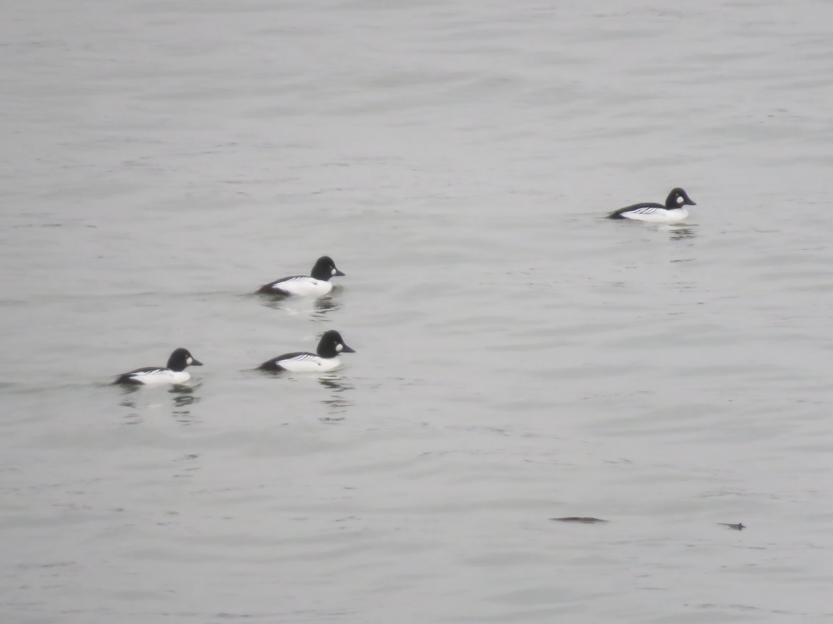 Common Goldeneye - Seth McComsey