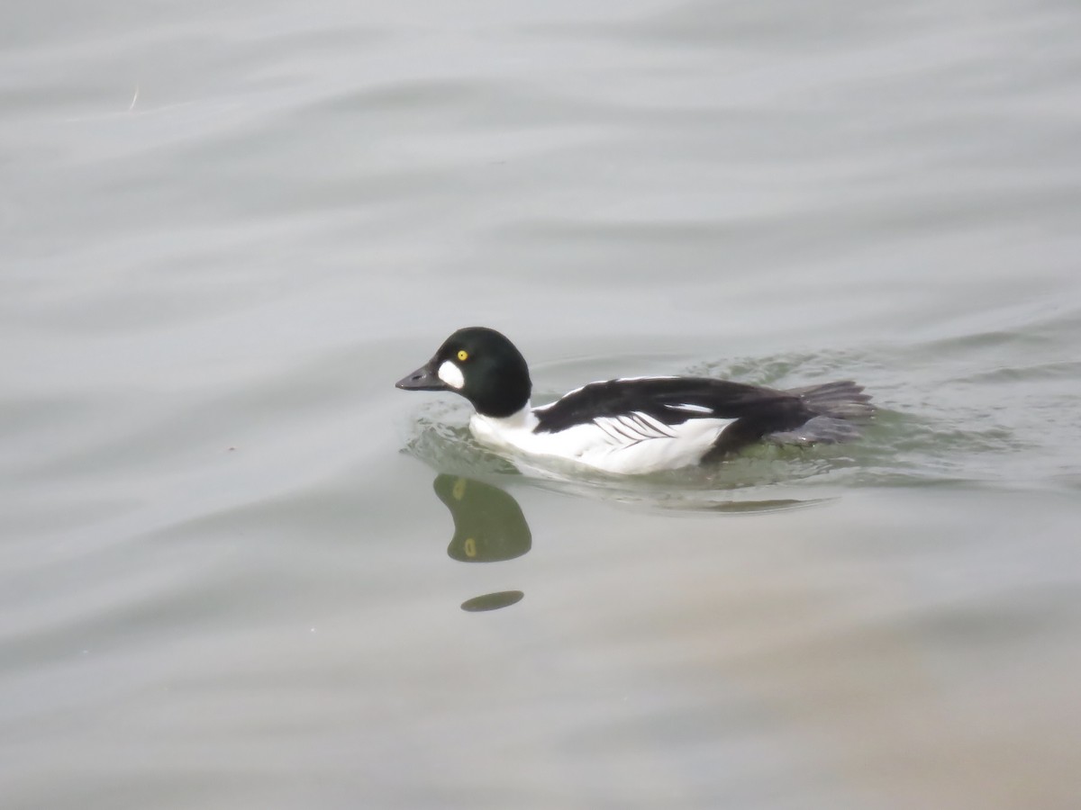 Common Goldeneye - Seth McComsey