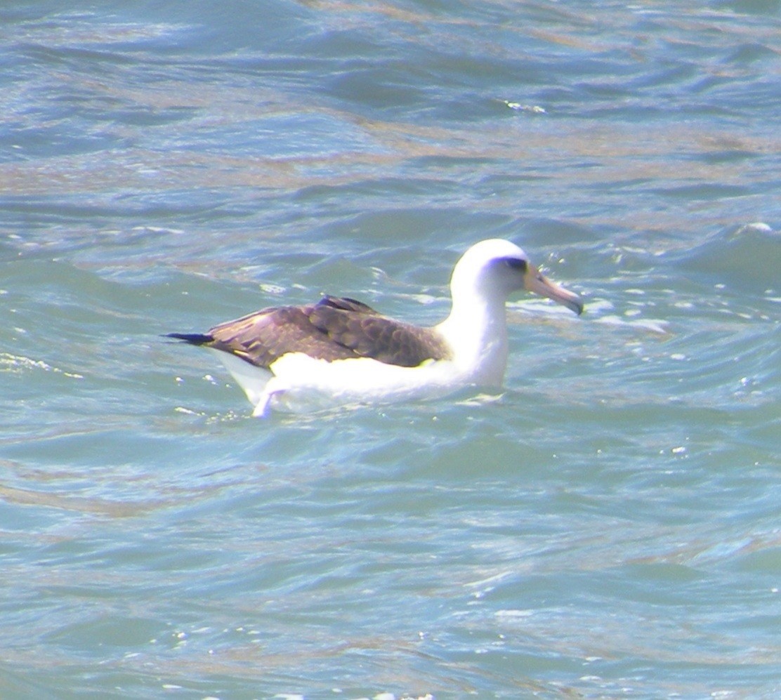 黑背信天翁 - ML299156981