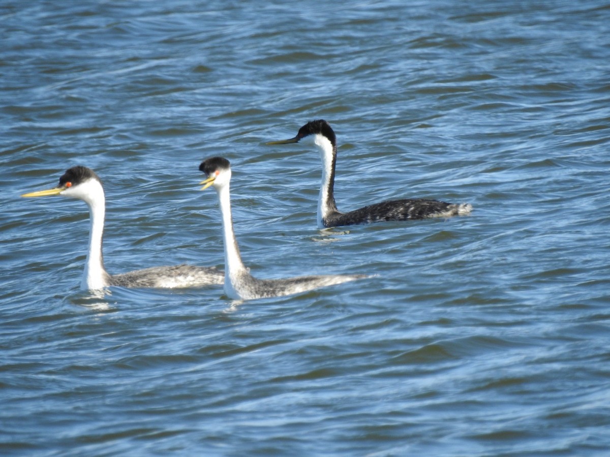 Western Grebe - ML299157201