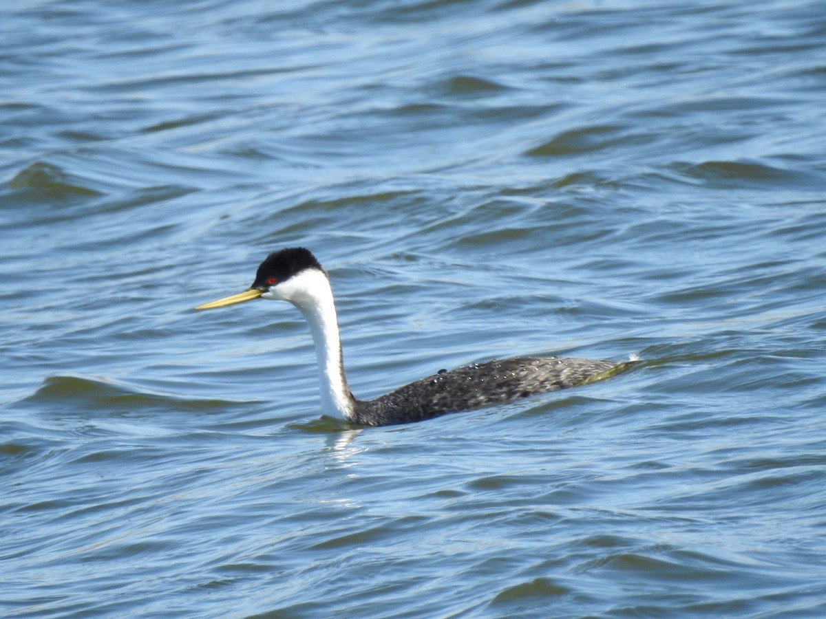 Western Grebe - ML299157221