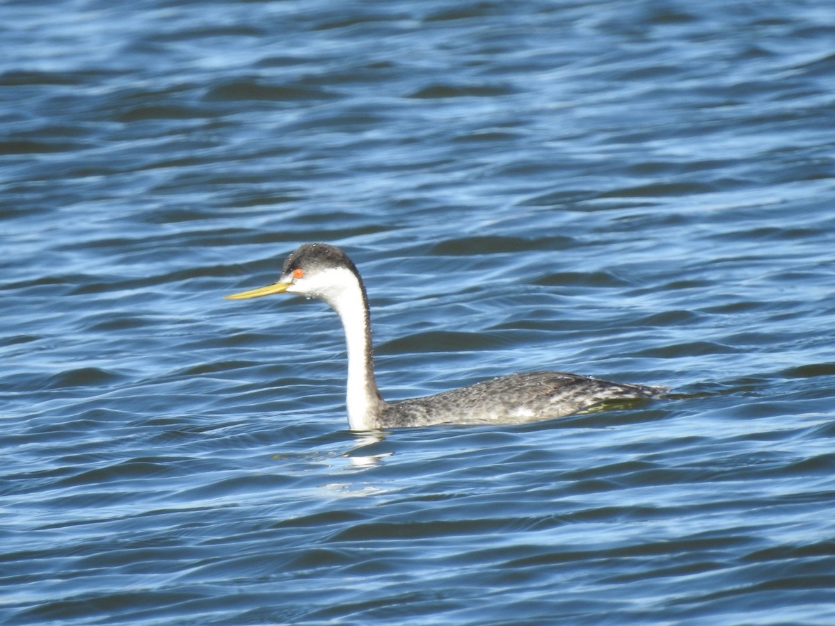 Western Grebe - ML299157261