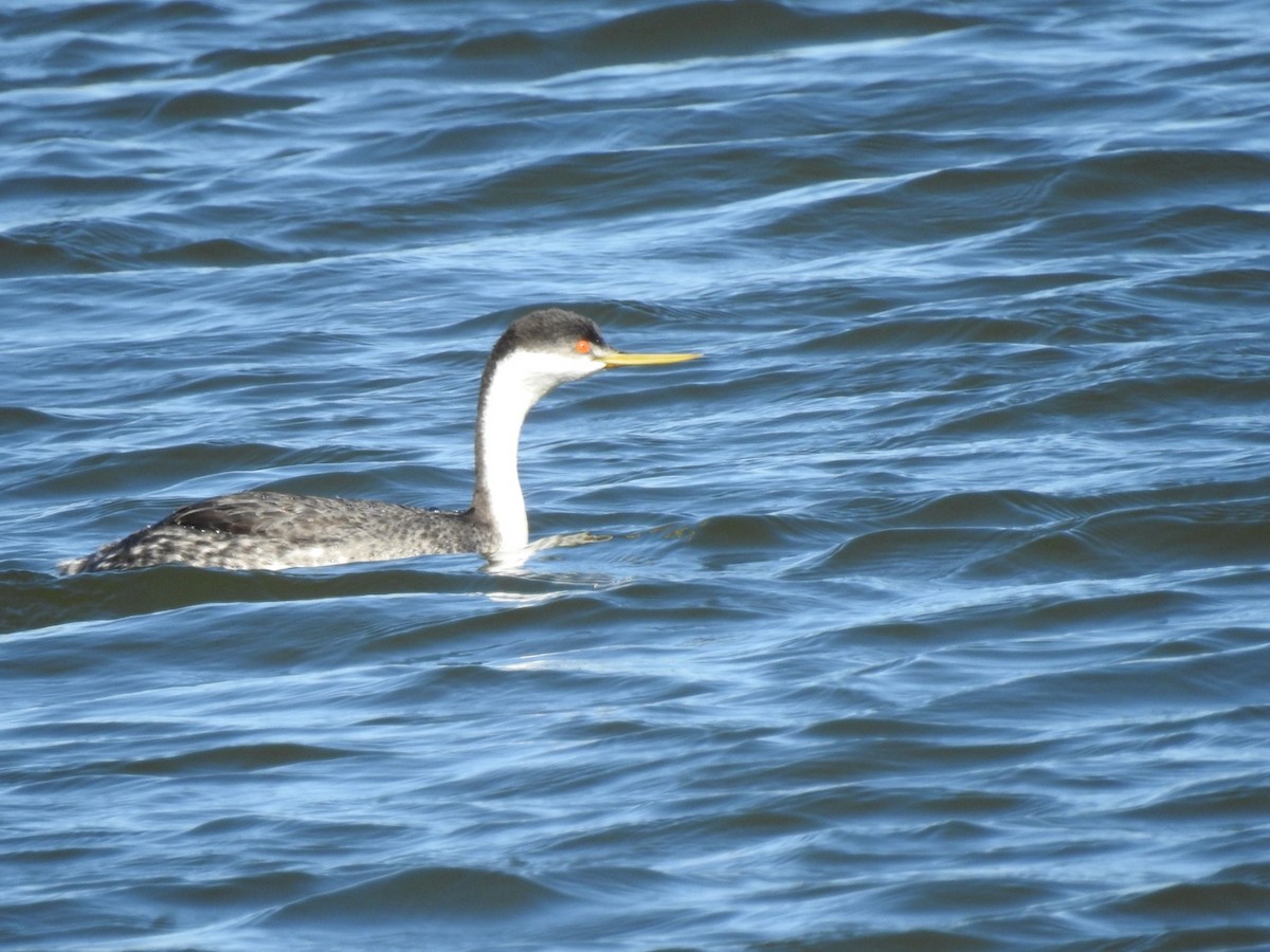 Western Grebe - ML299157271