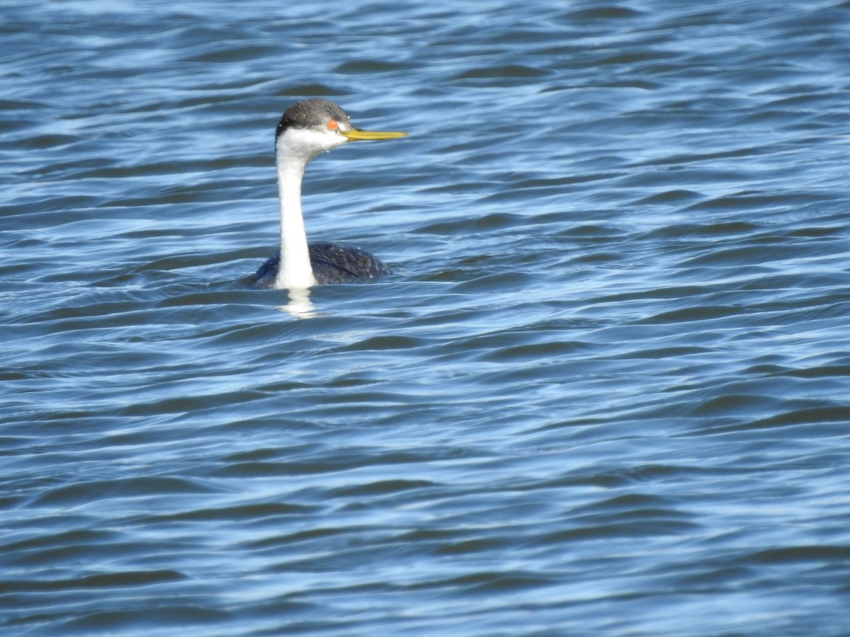 Western Grebe - ML299157291