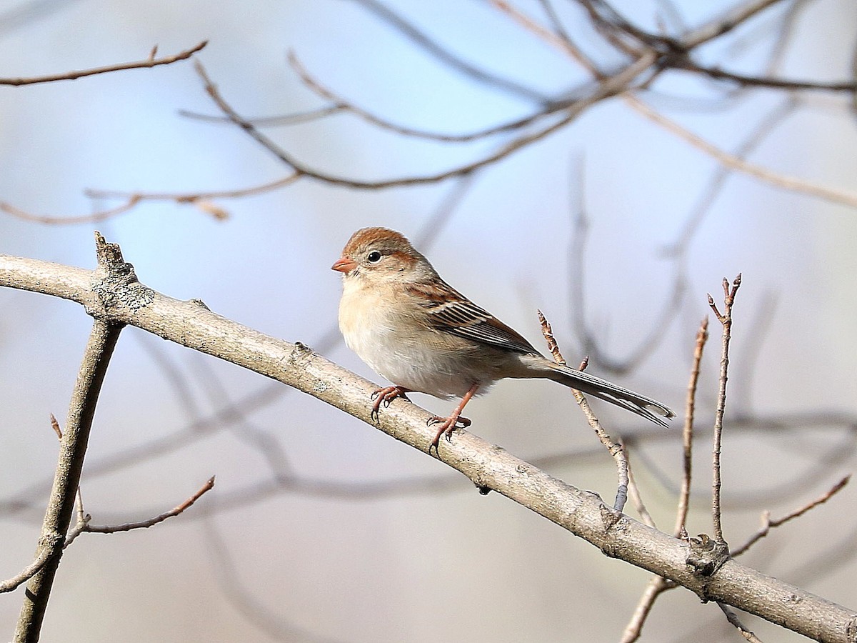 Field Sparrow - Mike Lee