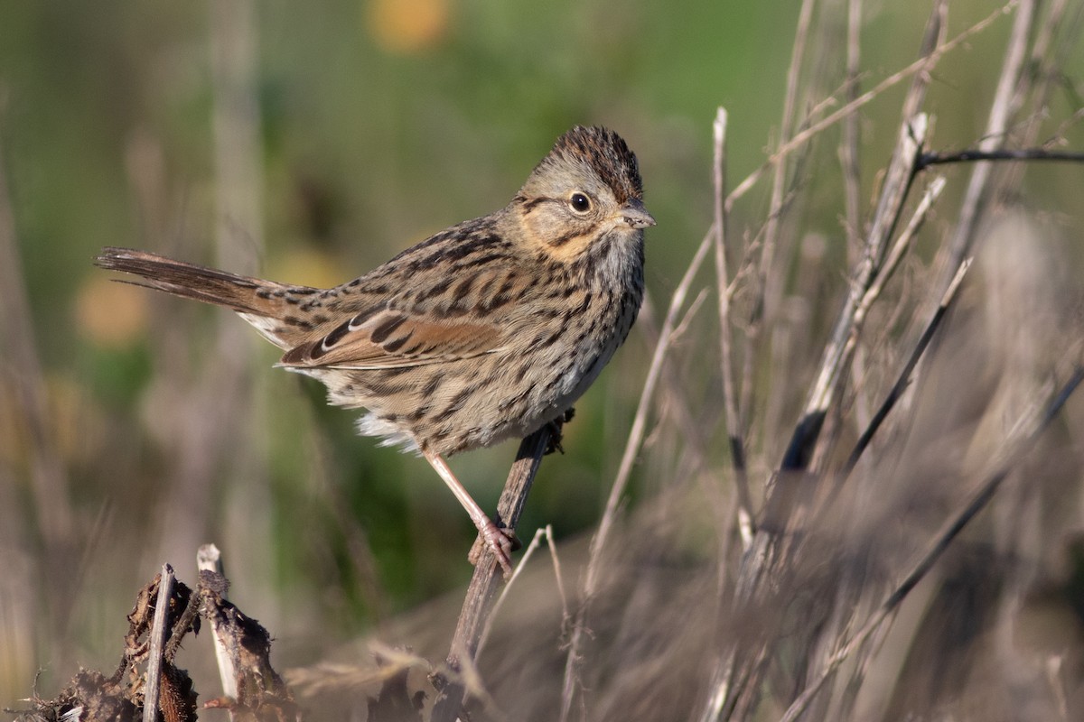 Lincoln's Sparrow - ML299160611