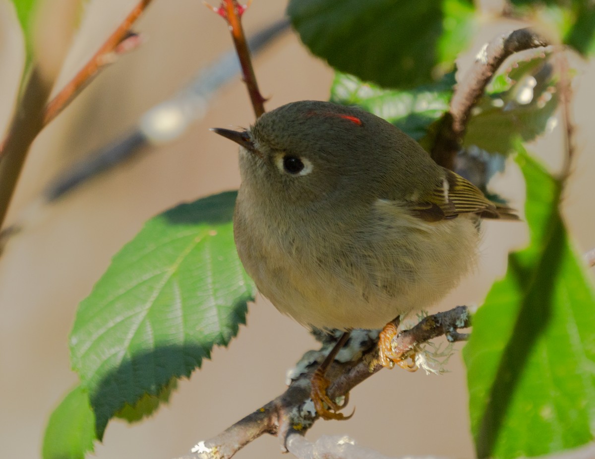Ruby-crowned Kinglet - Kenneth Trease