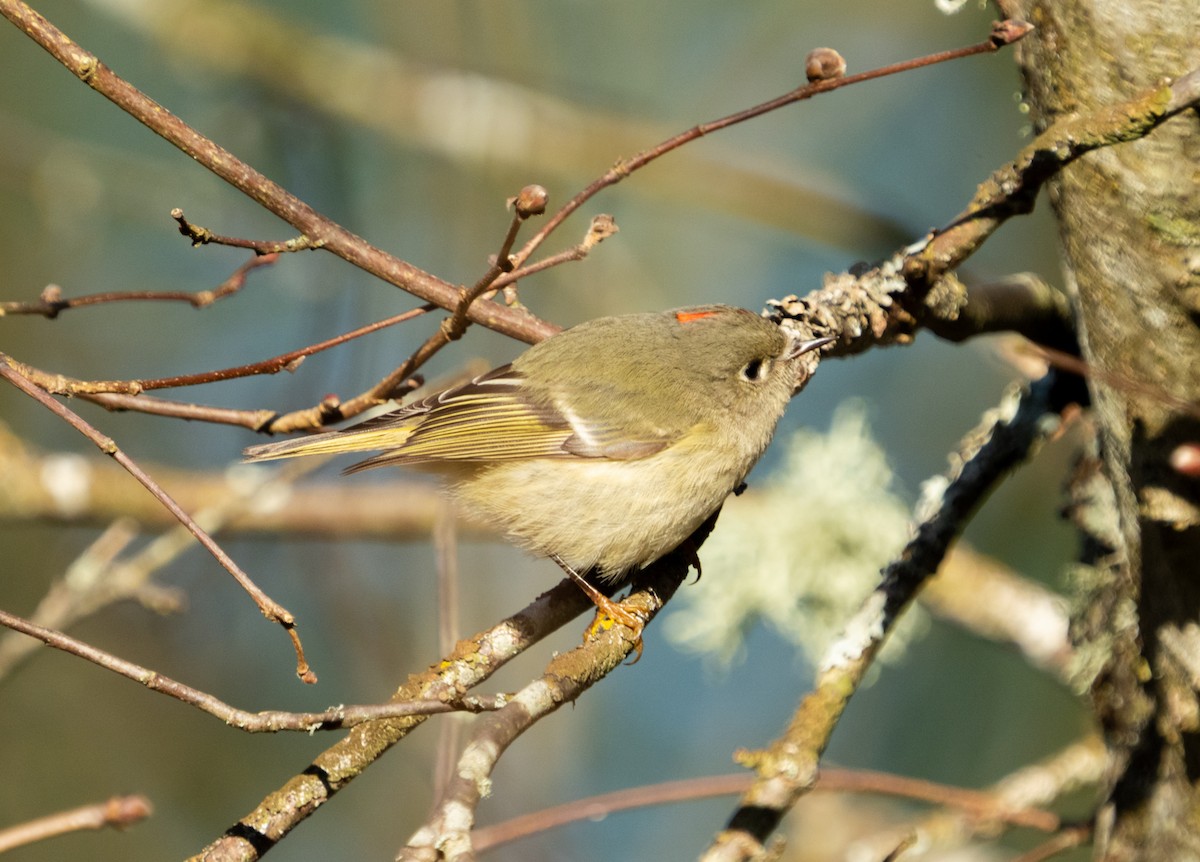 Ruby-crowned Kinglet - Kenneth Trease