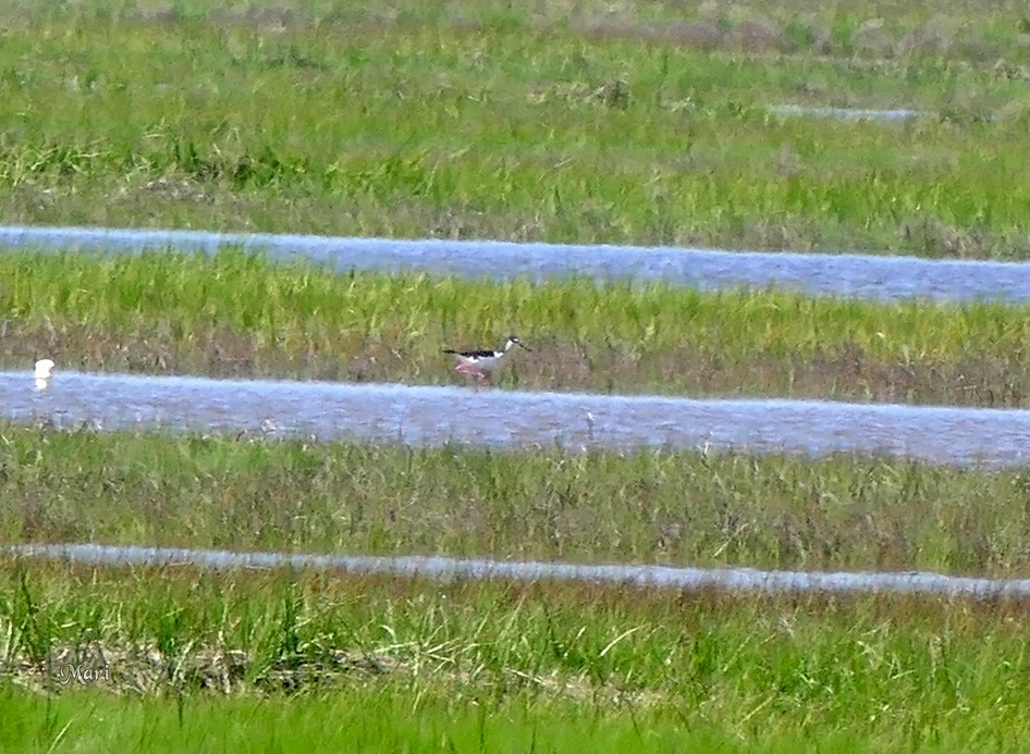 Black-necked Stilt - Mari Michaelis