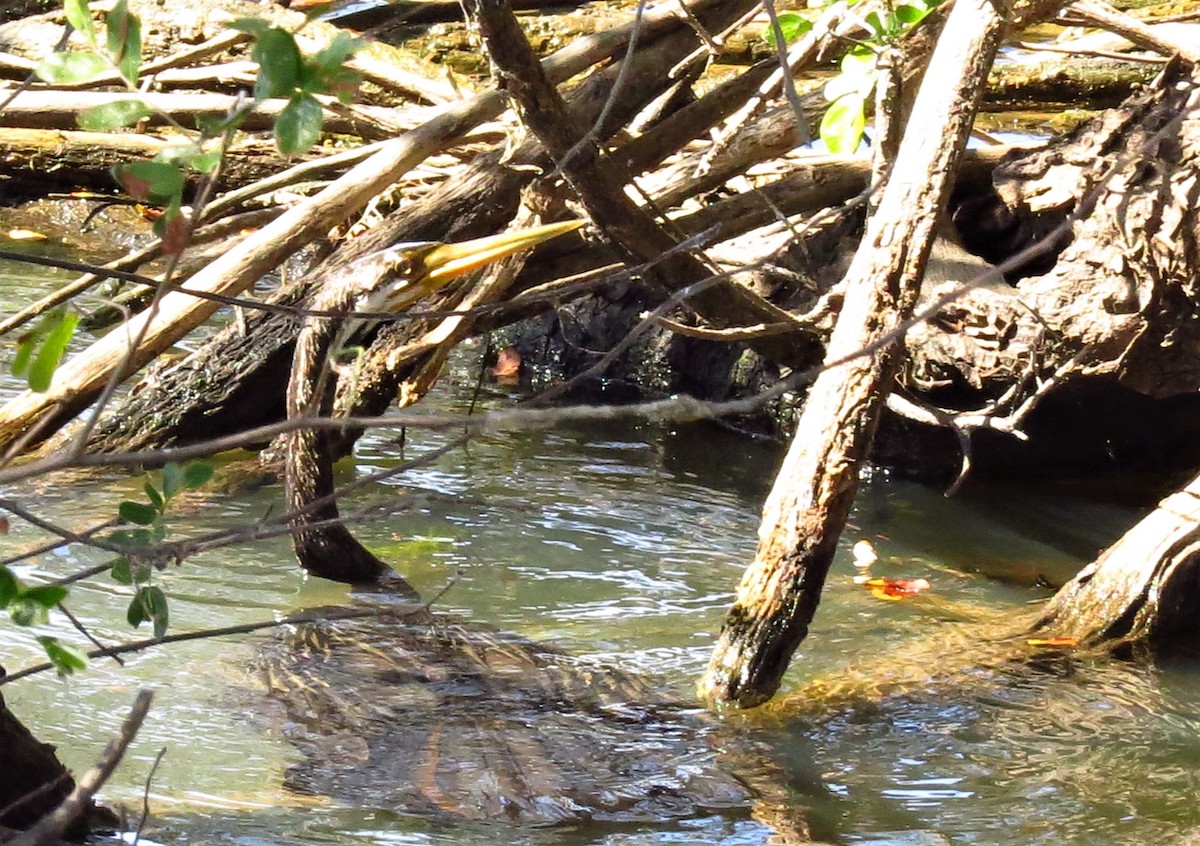 Anhinga Australiana - ML299165211