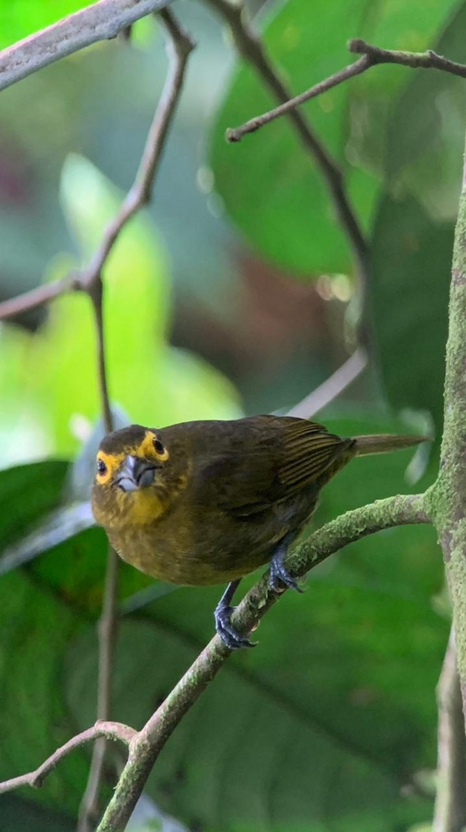 Lemon-spectacled Tanager - Diego Calderón-Franco @diegoCOLbirding