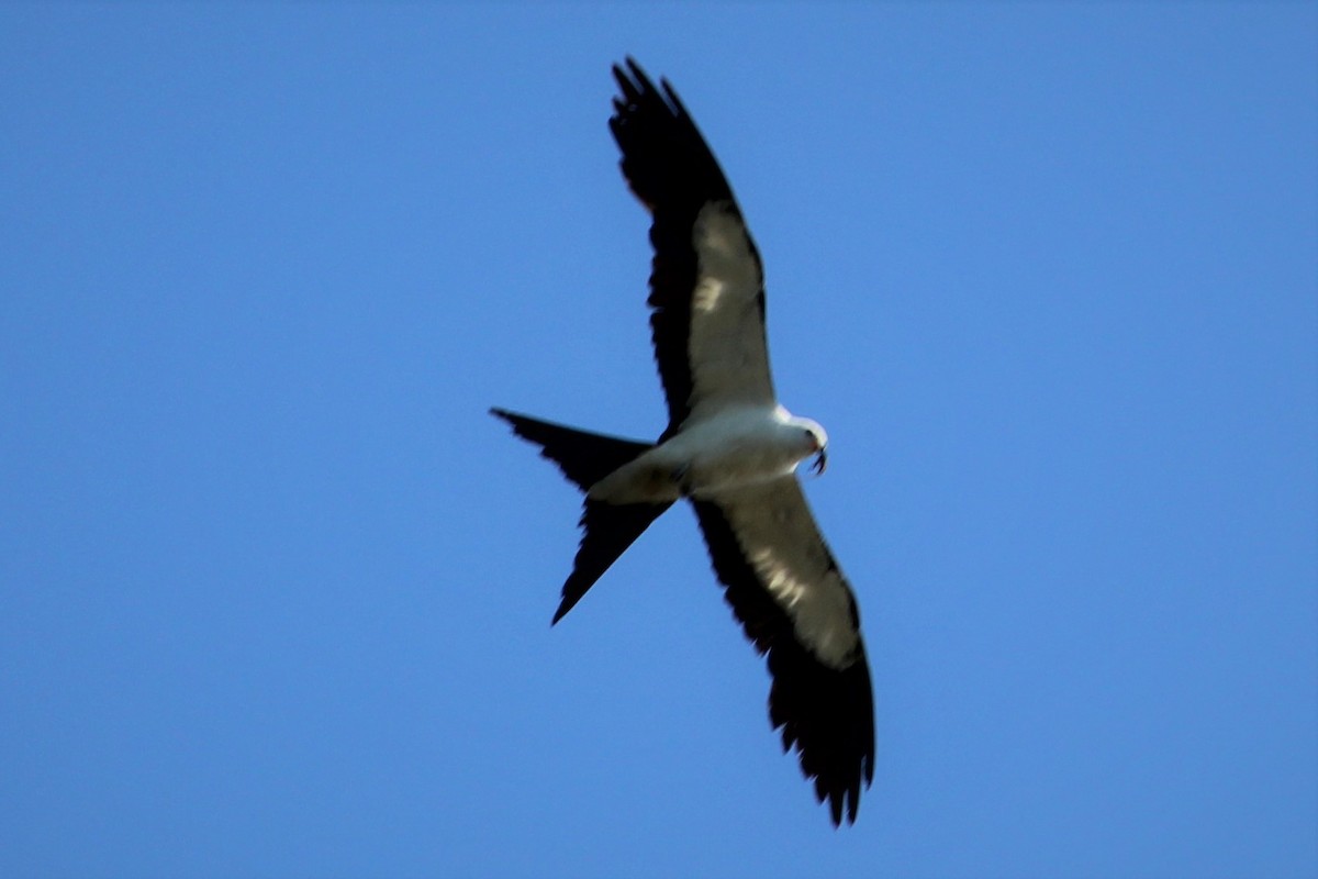 Swallow-tailed Kite - ML299166281