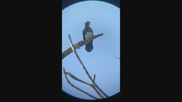 Caracara à gorge rouge - ML299166411