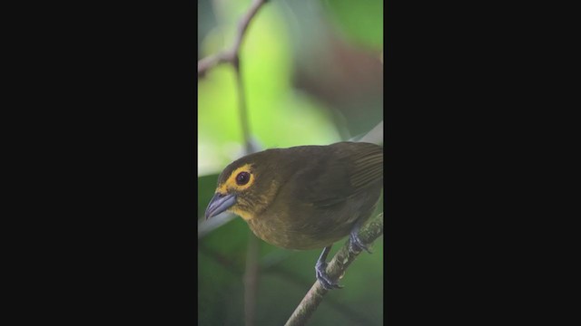 Lemon-spectacled Tanager - ML299166531