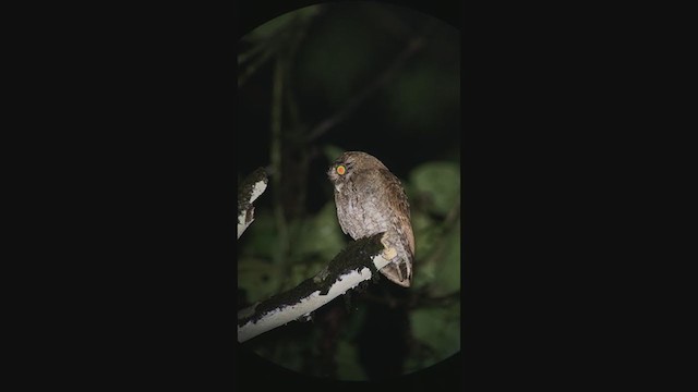 Choco Screech-Owl - ML299167141