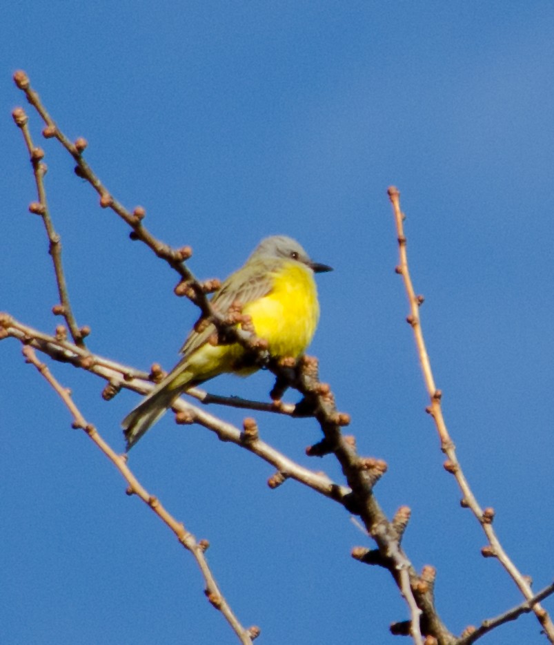 Couch's Kingbird - ML29917151