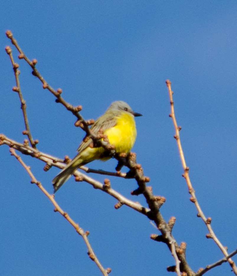 Couch's Kingbird - ML29917151