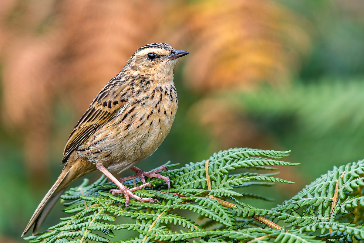 Nilgiri Pipit - Balaji P B