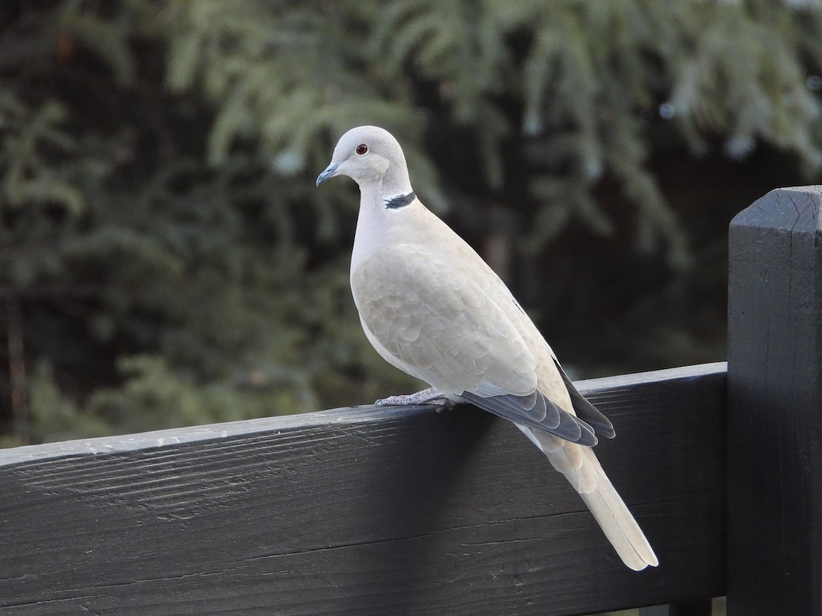 Eurasian Collared-Dove - Jeff Percell