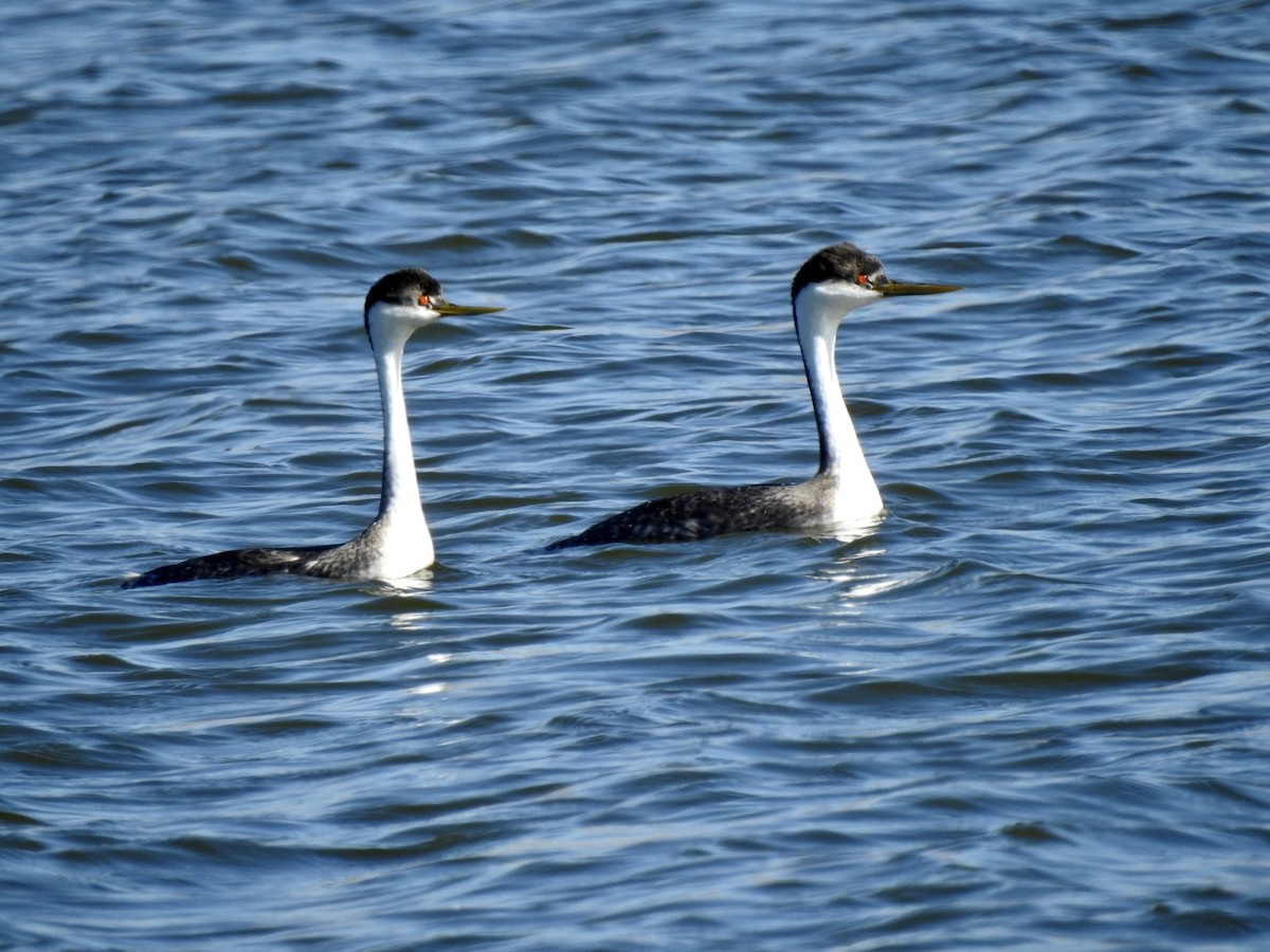 Western Grebe - ML299172601