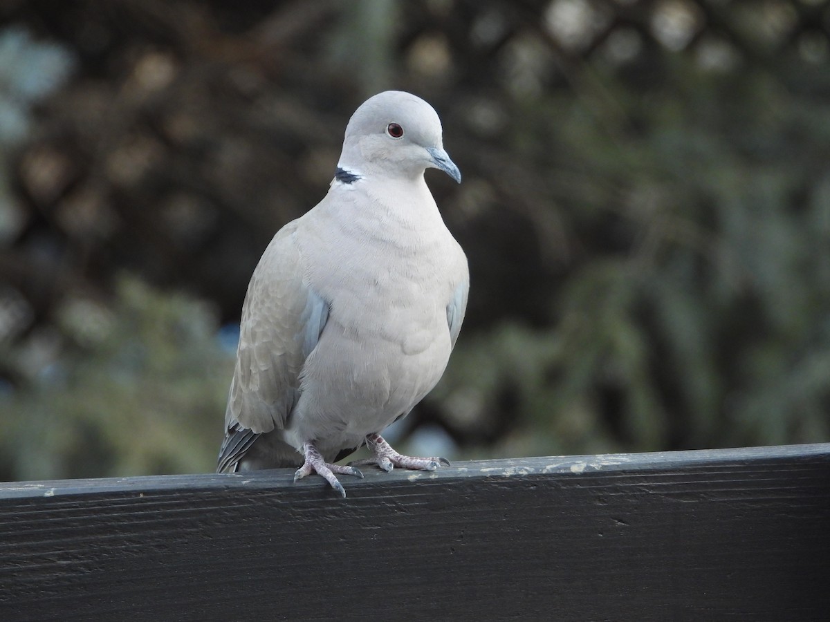 Eurasian Collared-Dove - Jeff Percell