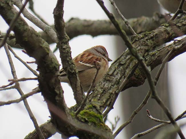 American Tree Sparrow - Nancy Anderson