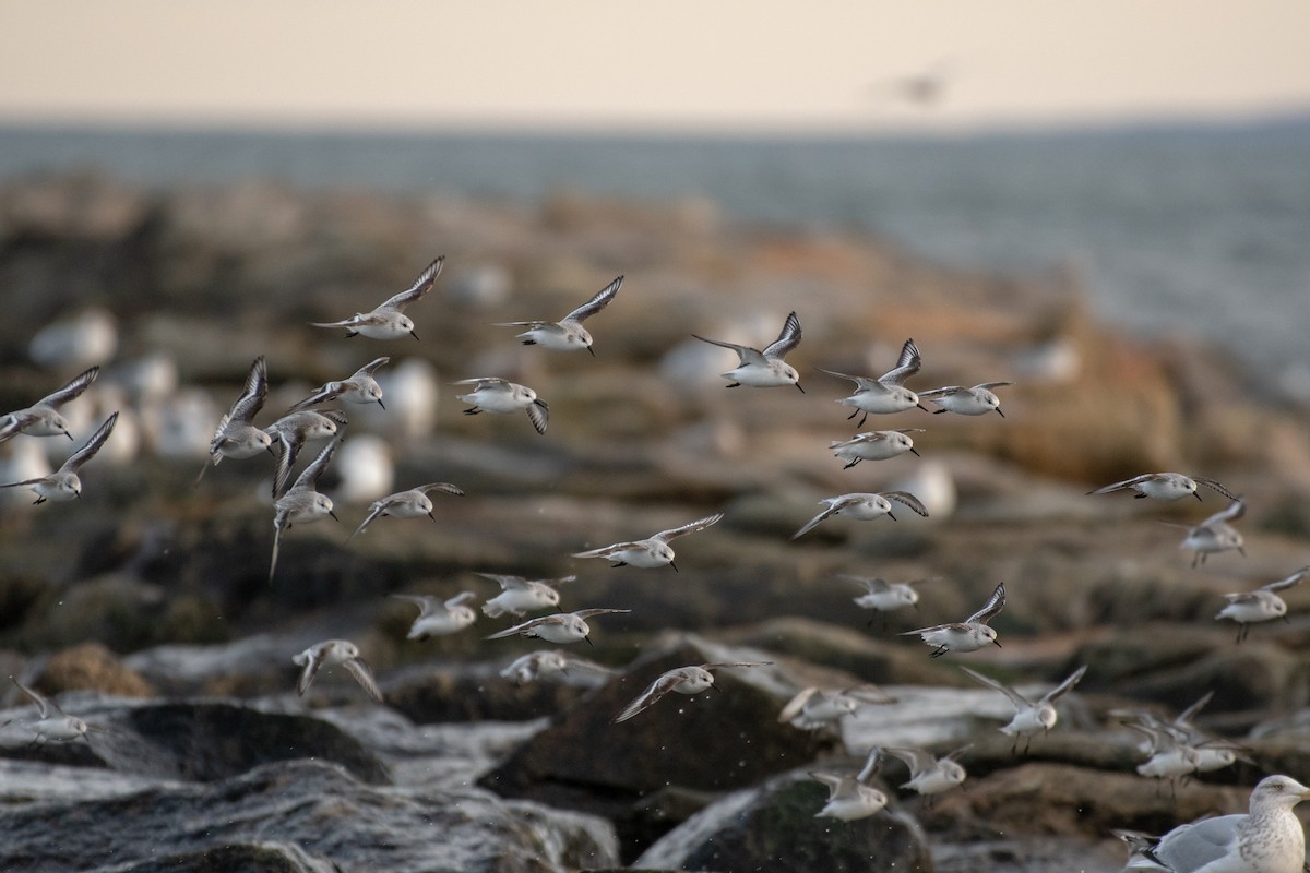 Sanderling - ML299173271