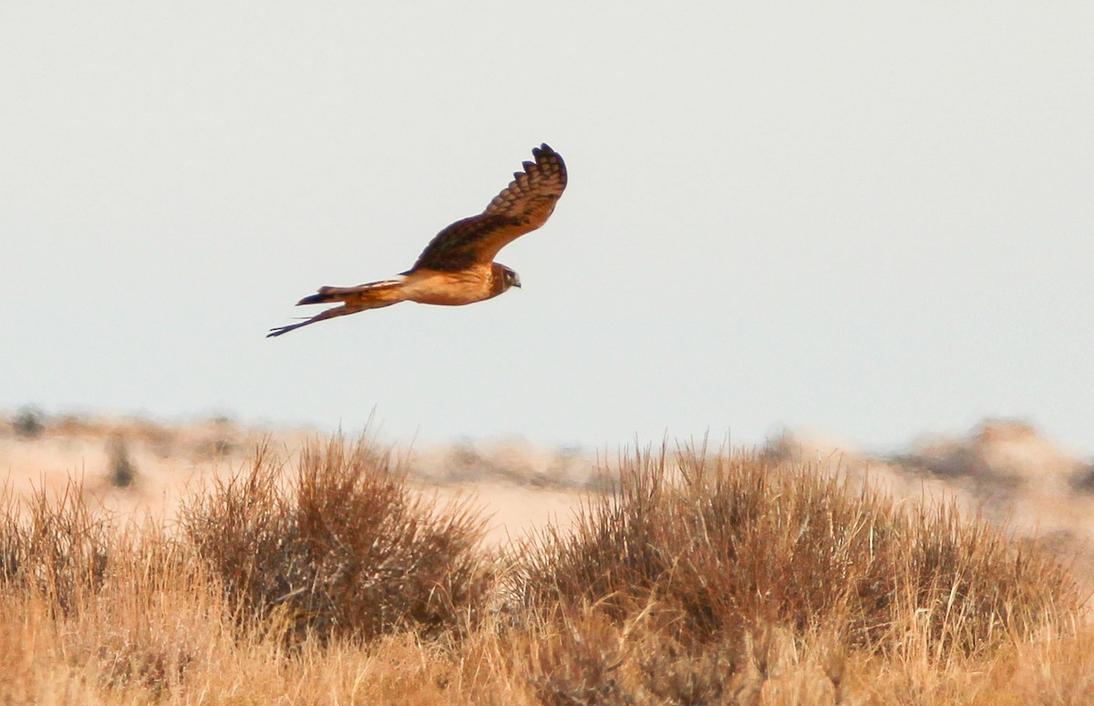 Northern Harrier - ML299174491