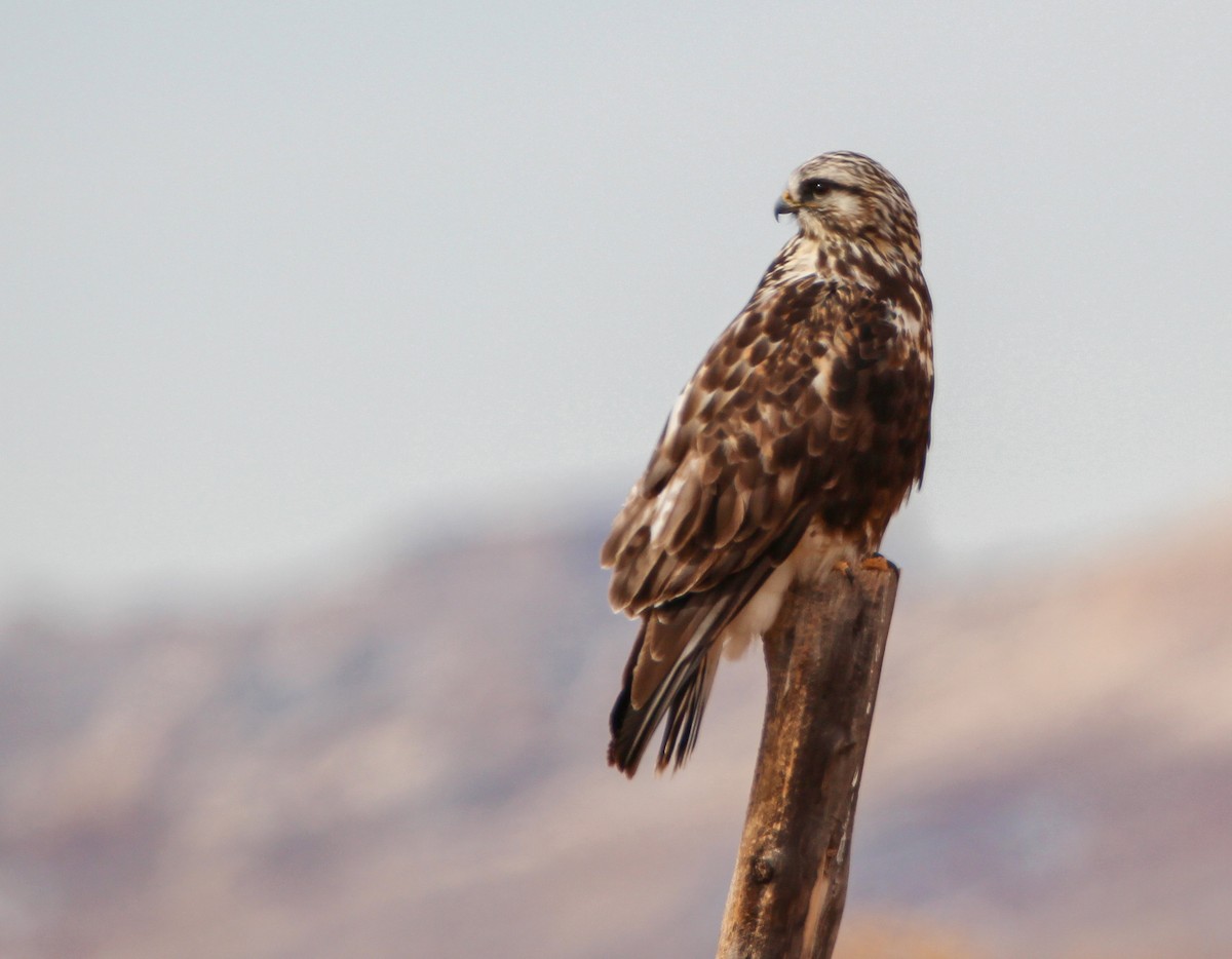 Rough-legged Hawk - ML299174591