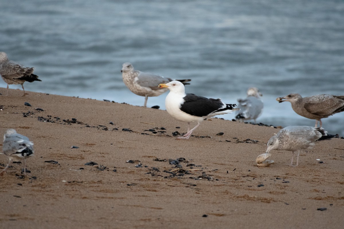 Great Black-backed Gull - ML299174611