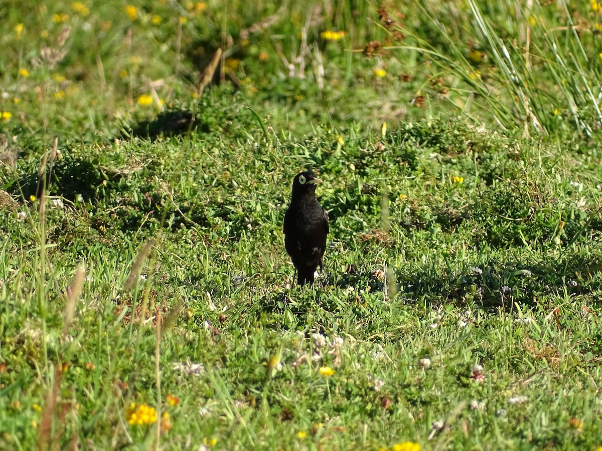 Spectacled Tyrant - ML299177451