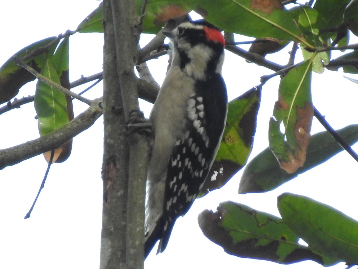 Downy Woodpecker - ML299179041
