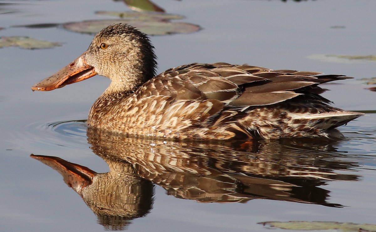 Northern Shoveler - Gary Leavens