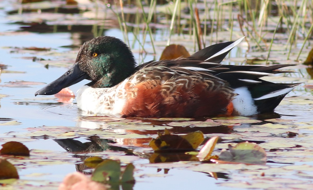 Northern Shoveler - Gary Leavens