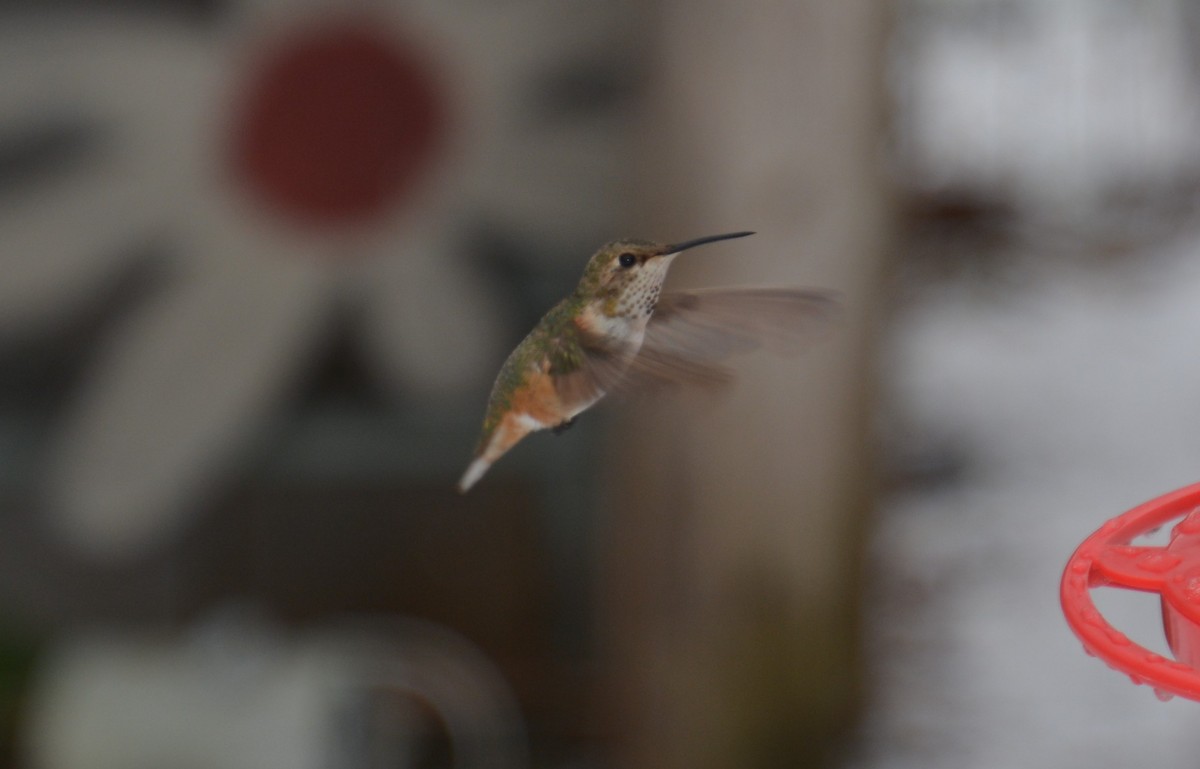 Rufous Hummingbird - ML299184401