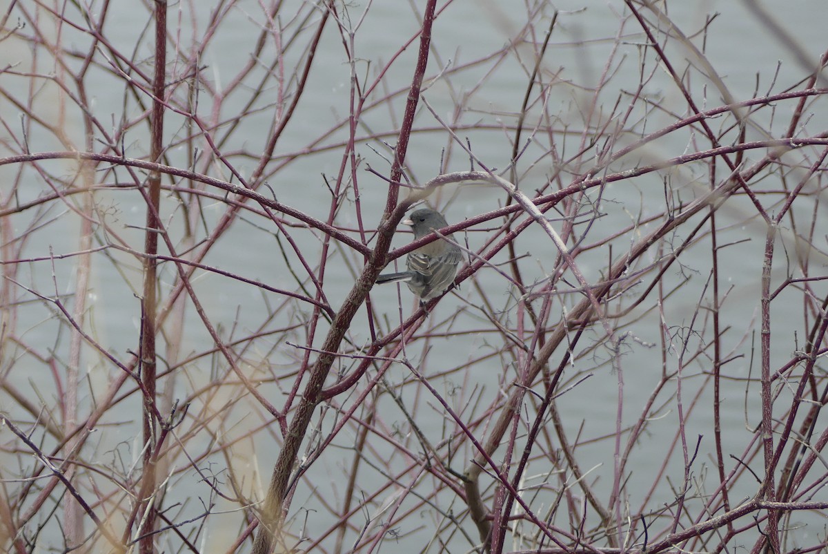 Dark-eyed Junco - ML299186211