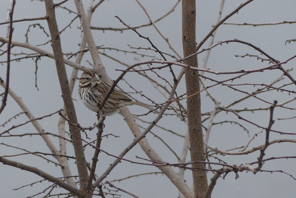 Song Sparrow - ML299186371