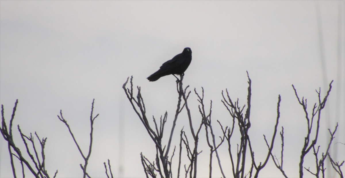 Corvus sp. (crow sp.) - ML299186521