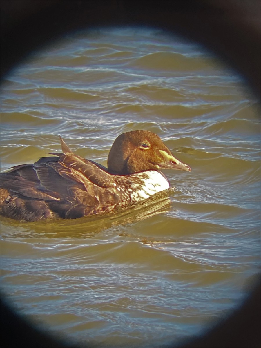 King Eider - Eric Kubilus