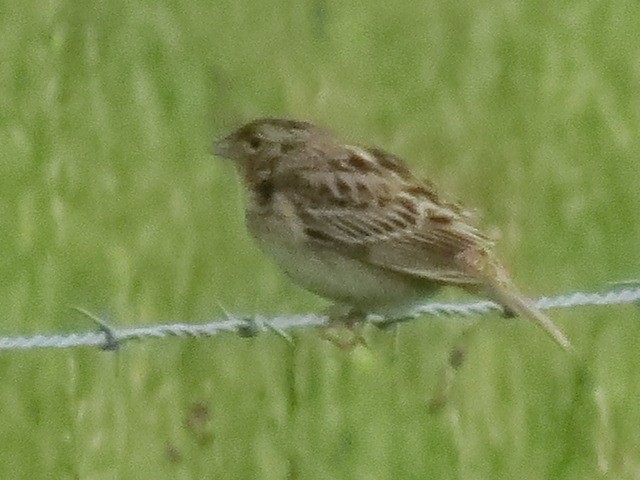 Grasshopper Sparrow - ML29918831