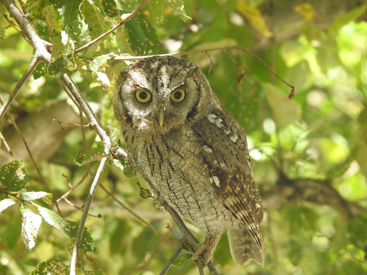 Tropical Screech-Owl - ML299189381