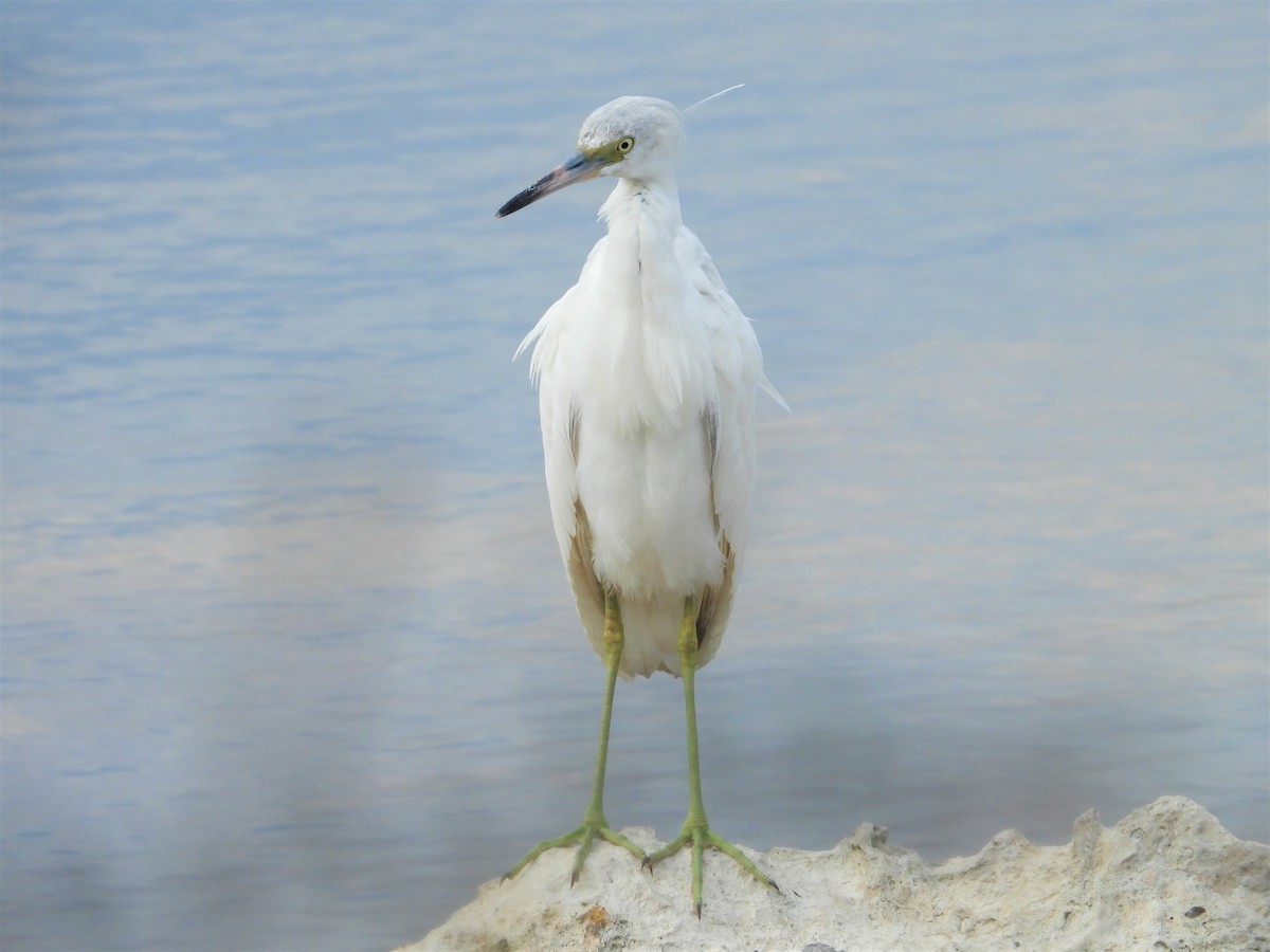 Little Blue Heron - Joe and Liz Dunkleman