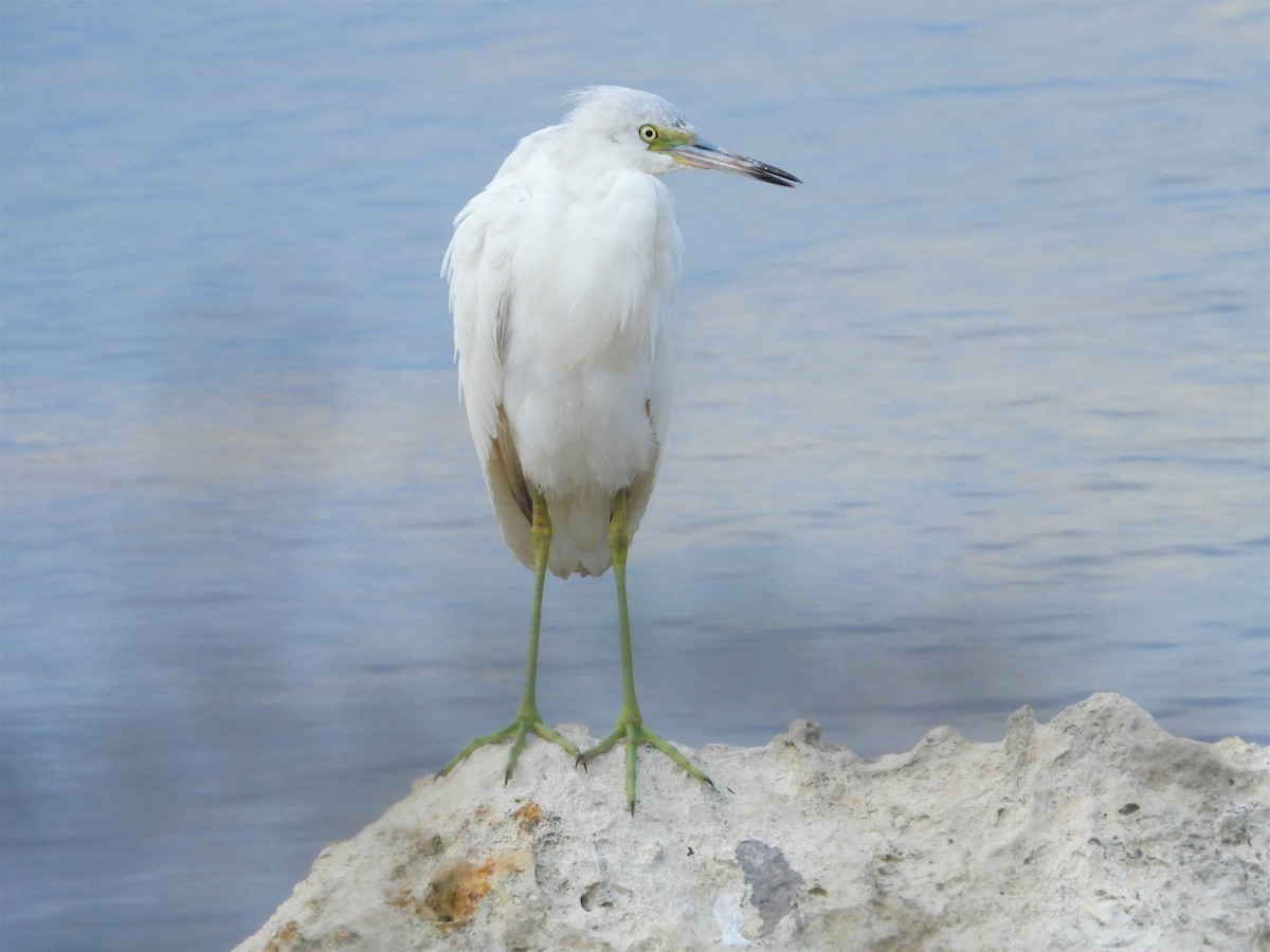 Little Blue Heron - Joe and Liz Dunkleman