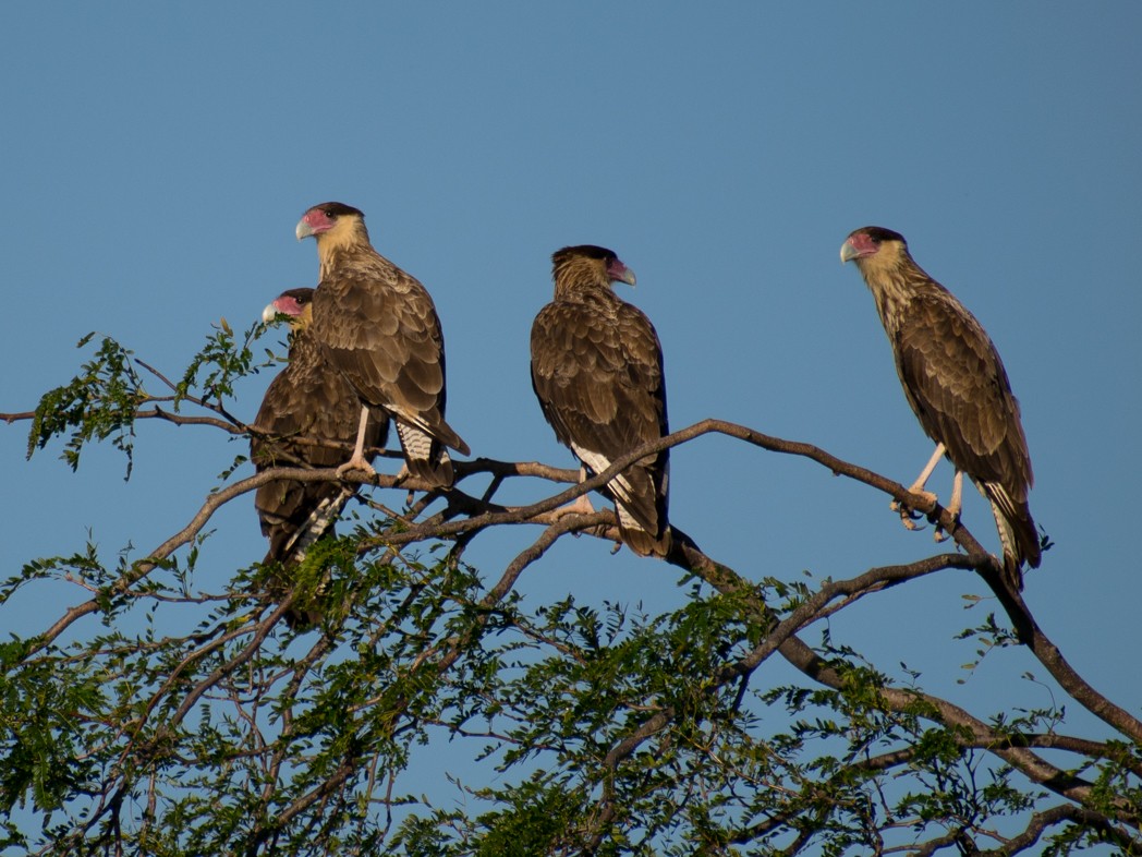 Caracara Carancho (sureño) - ML299195651