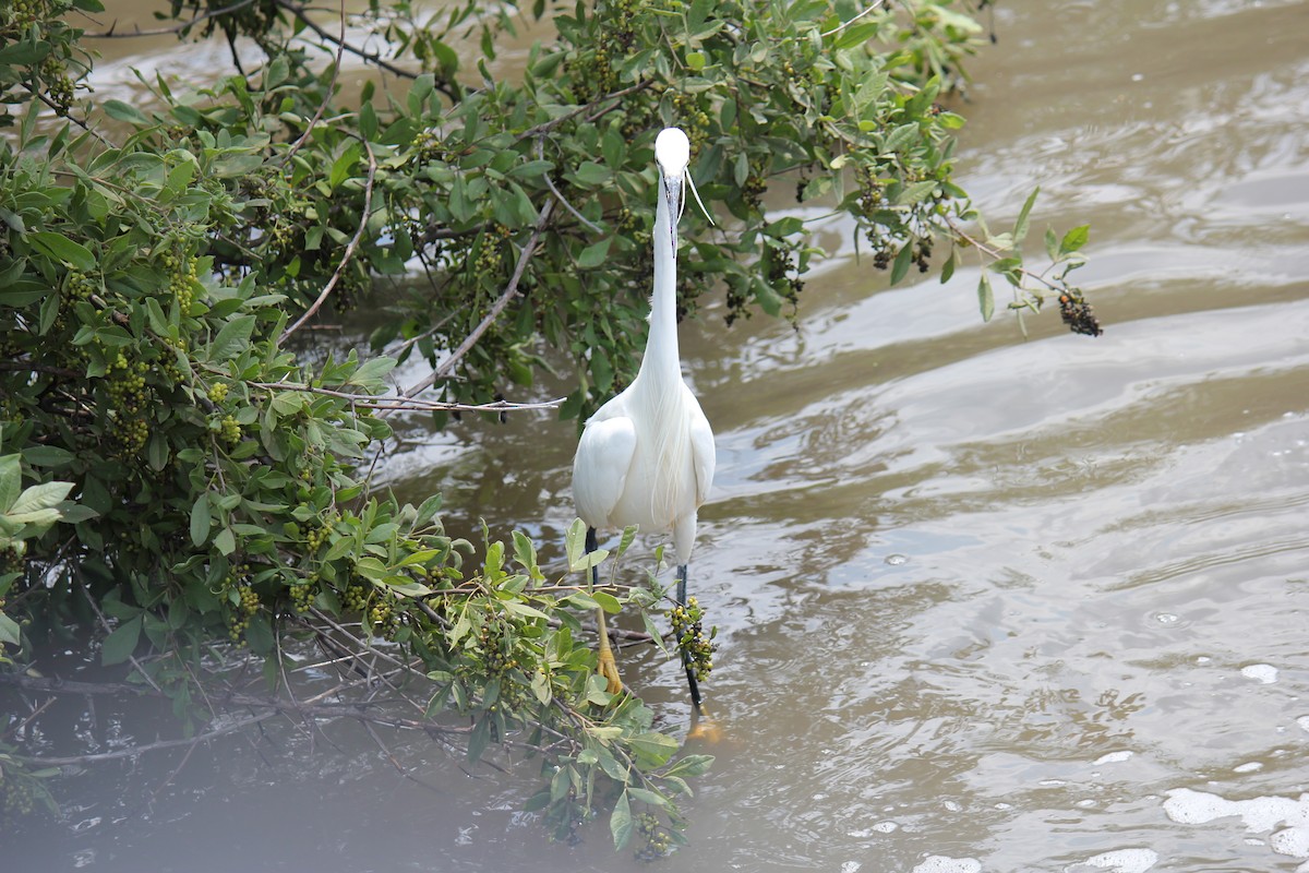 Aigrette garzette - ML299195801